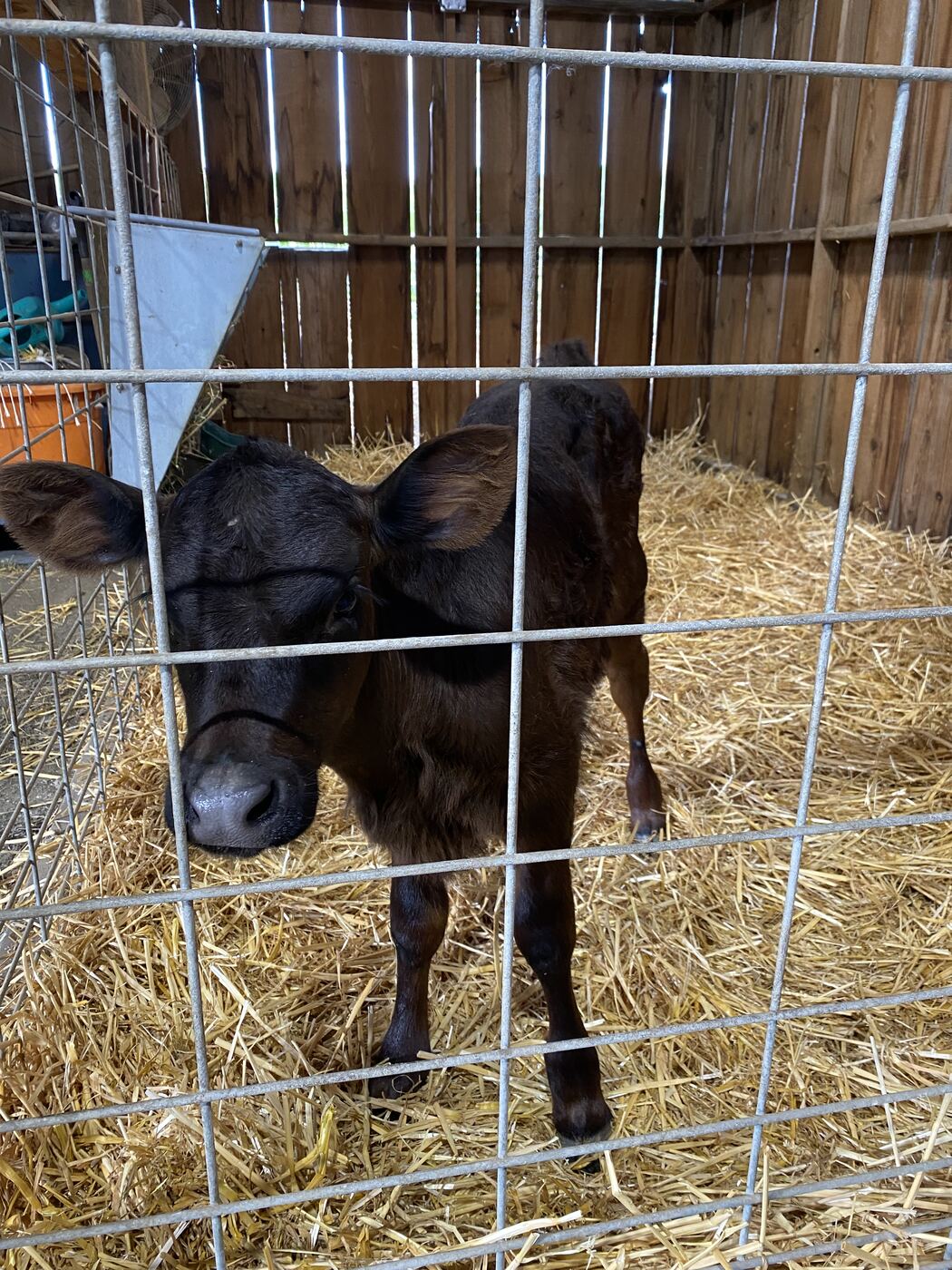A calf standing in a straw-filled pen in the barn