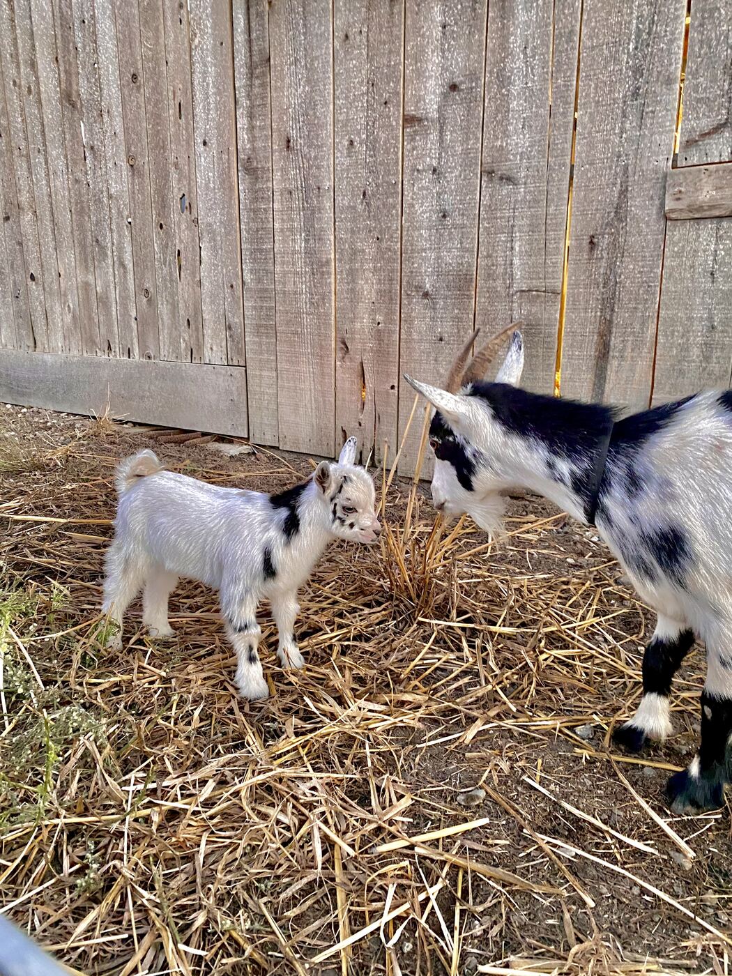 A baby goat and its mother nose to nose in the Critter Corral