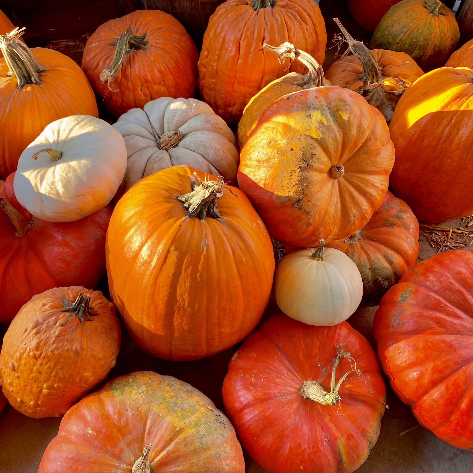 A pile of pumpkins in orange, red and white varieties