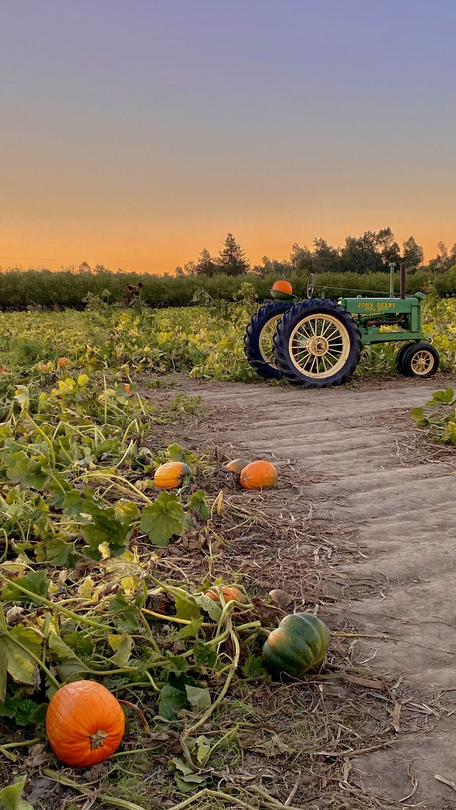 A green John Deere tractor in the pumpkin field at sunset
