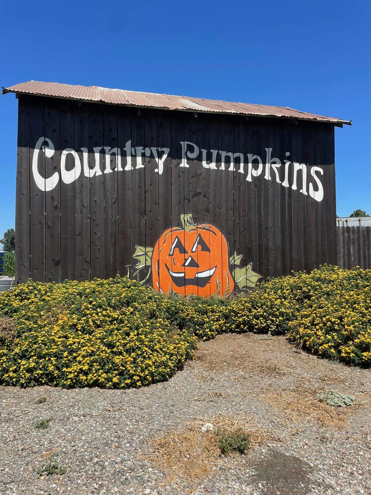 The Country Pumpkins barn with the farm name and a painted jack-o'-lantern