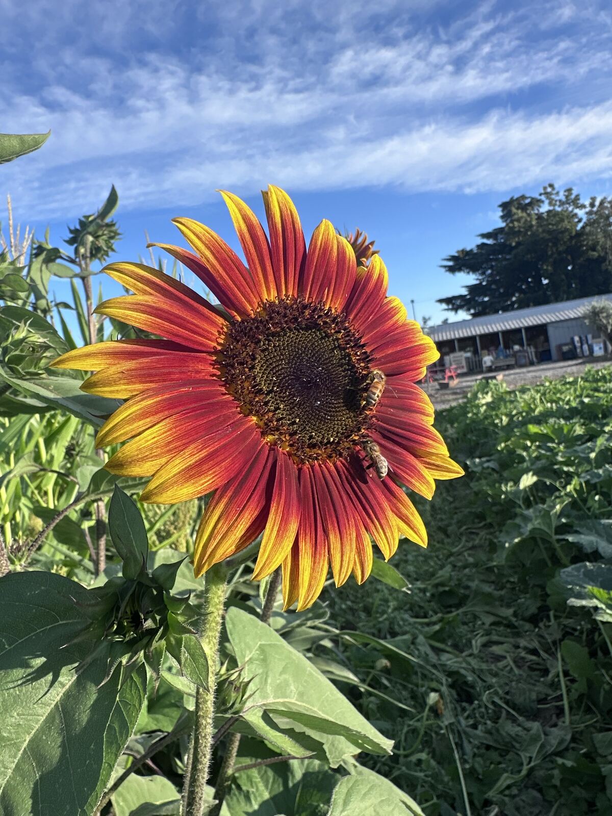 A red and yellow sunflower with bees, with the farm buildings behind it