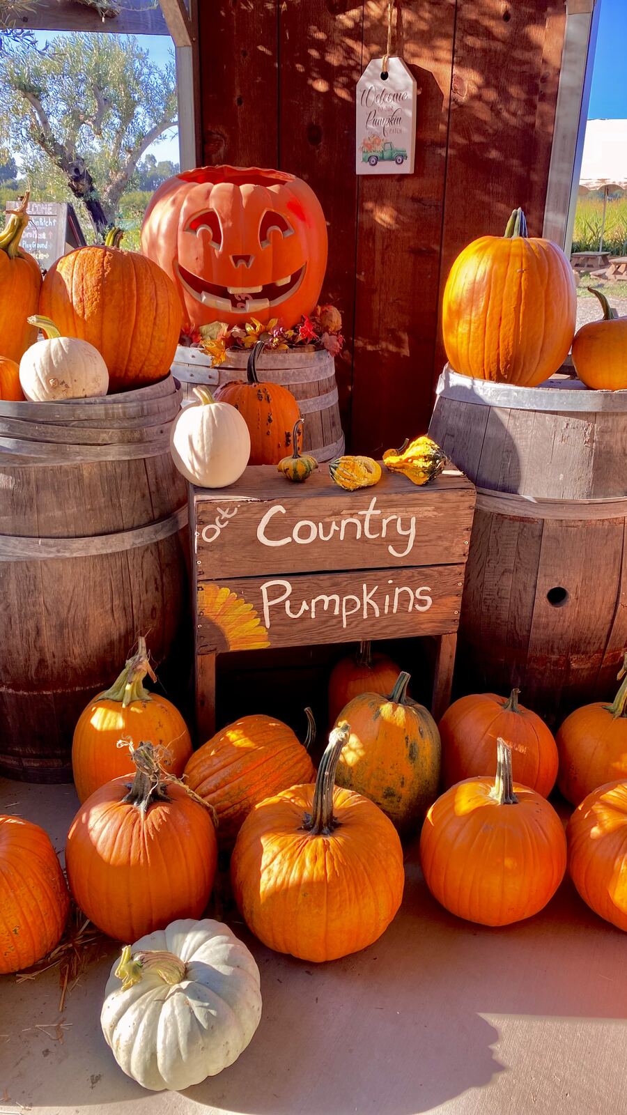 A hand-painted Country Pumpkins sign surrounded by barrels and pumpkins