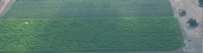 Country Pumpkins corn maze design, 2014