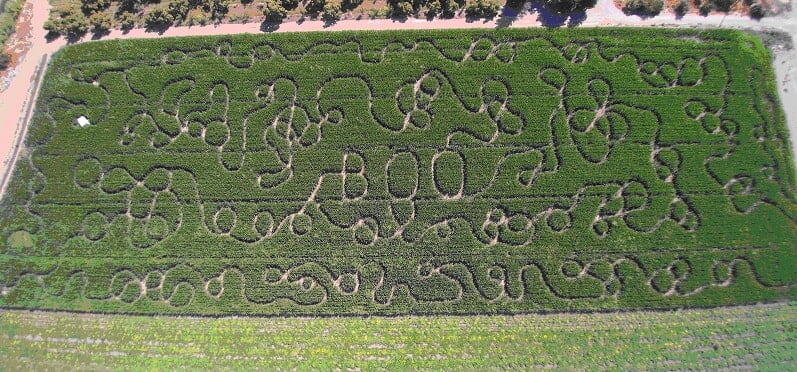 Country Pumpkins corn maze design, 2016