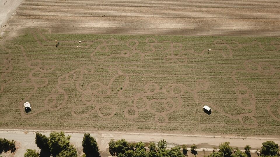 Country Pumpkins corn maze design, 2019