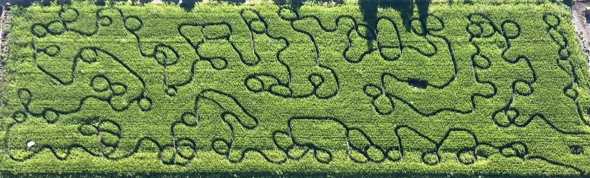 Country Pumpkins corn maze design, 2023