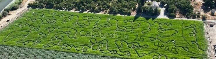 Country Pumpkins corn maze design, 2024