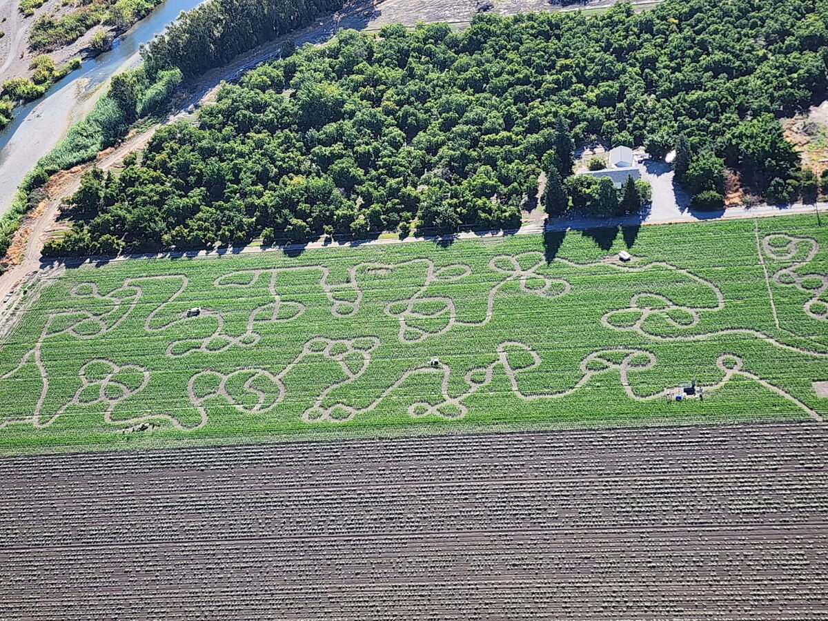 Country Pumpkins corn maze design, 2025