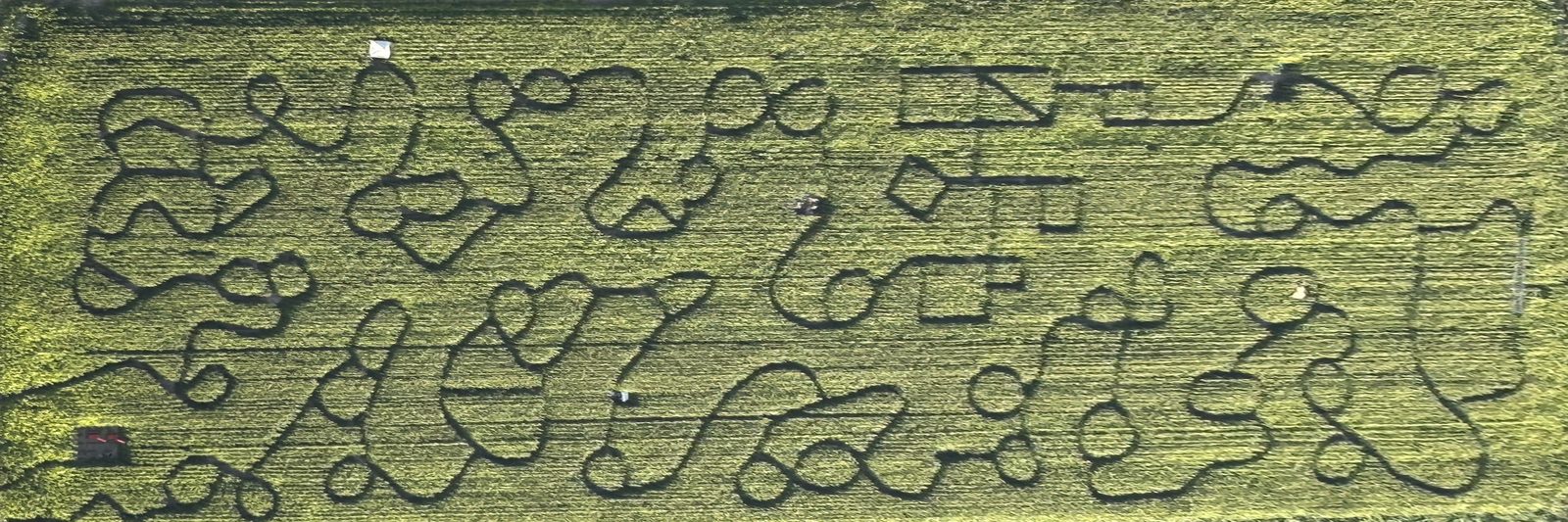 Country Pumpkins corn maze design, 2026